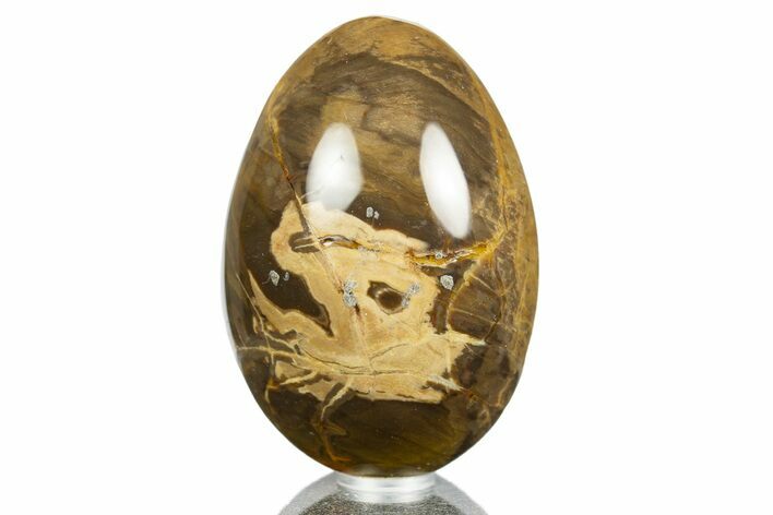 Polished Petrified Wood Egg - Australia #309048